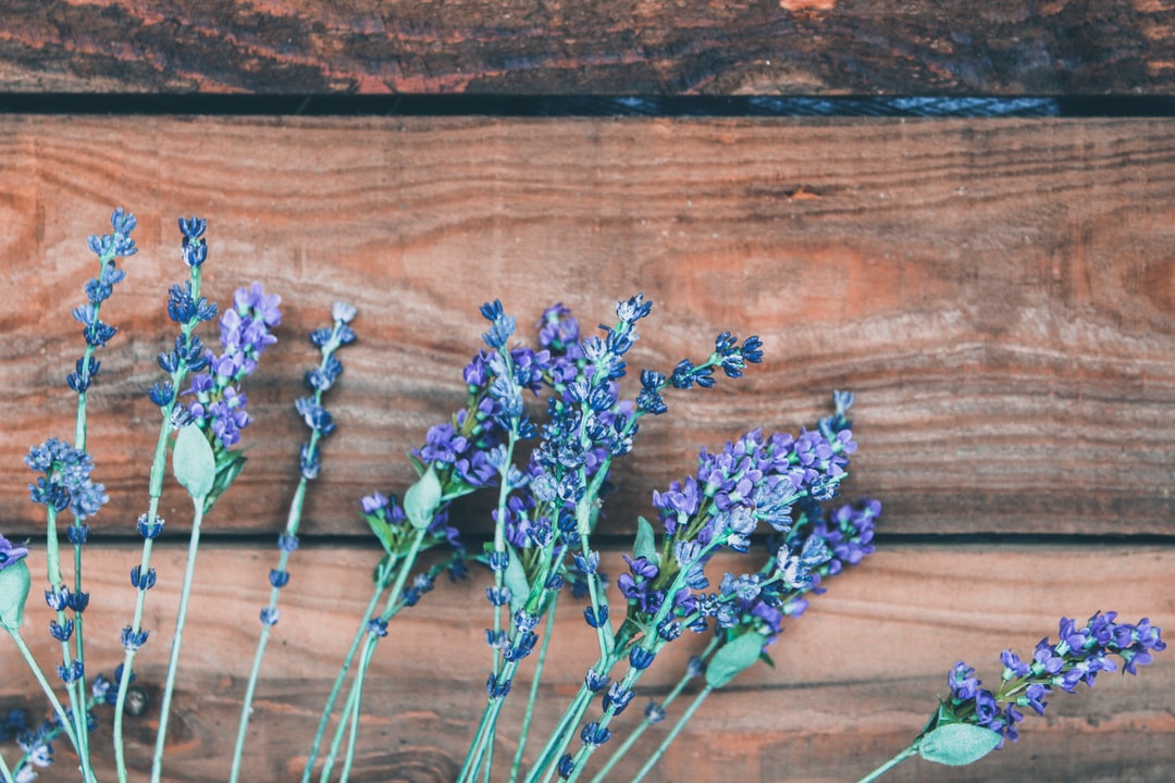 How to prune lavender to keep it growing