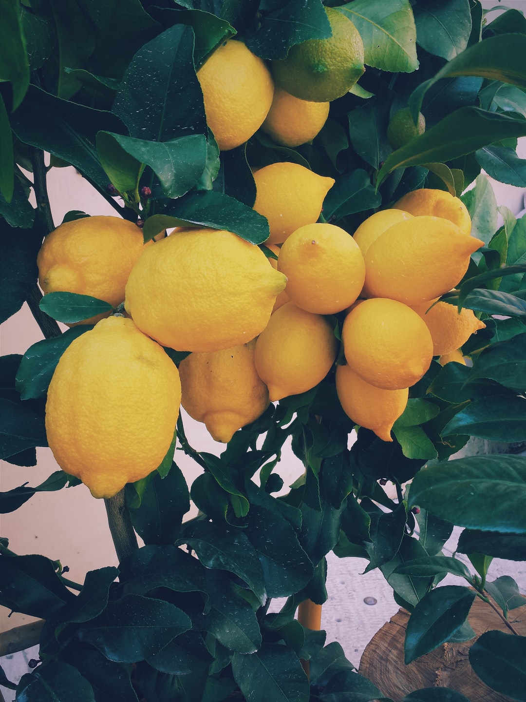 Lemon-tree