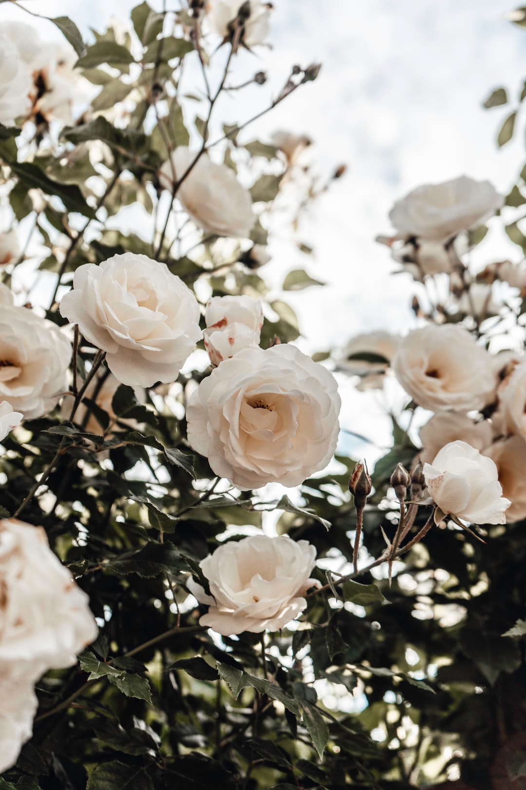white roses pruning