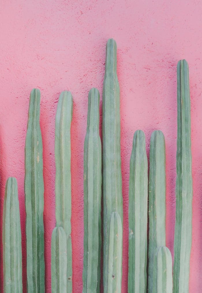 cactus-garden-cactus-pink-background