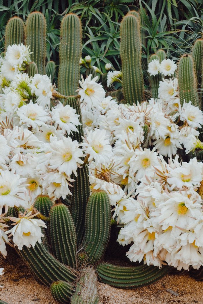 cactus-garden-cactus-with-flowers