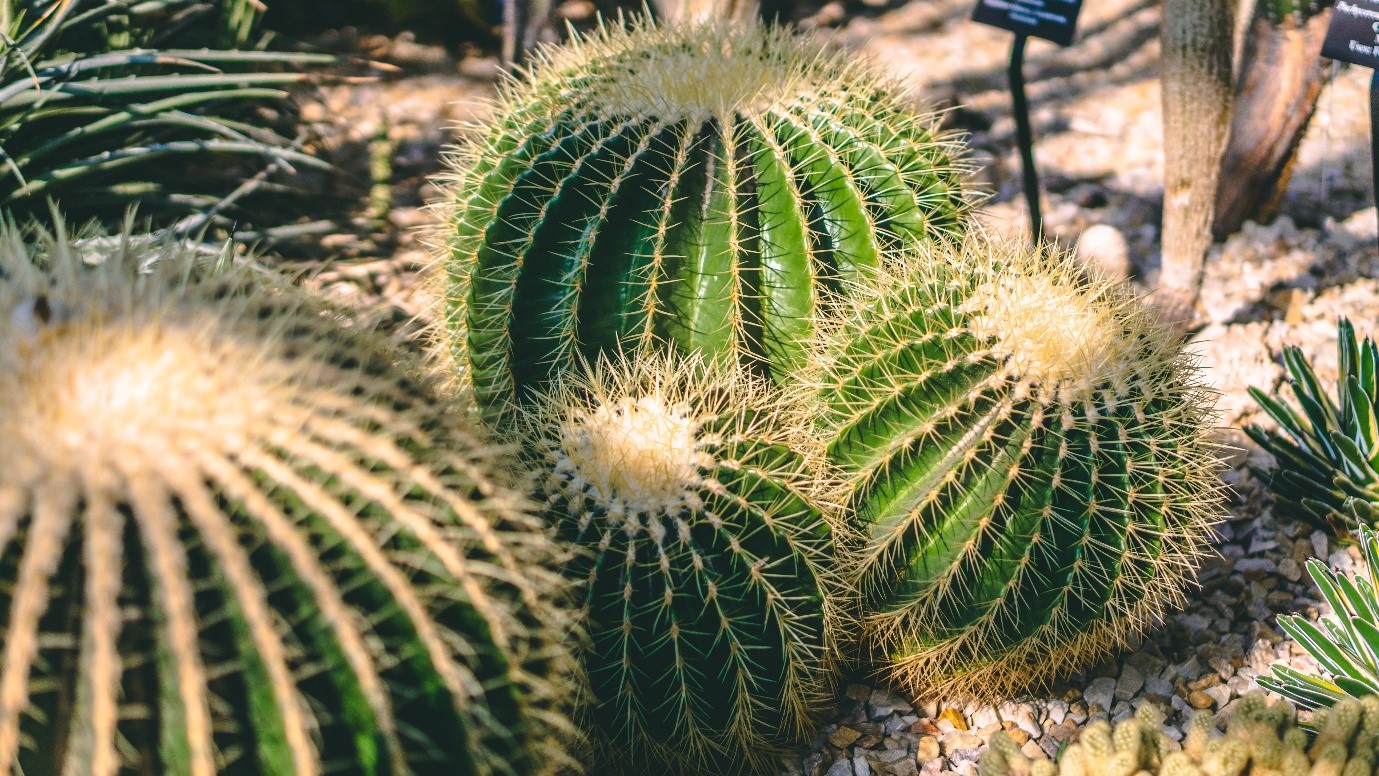 20 Cactus garden ideas