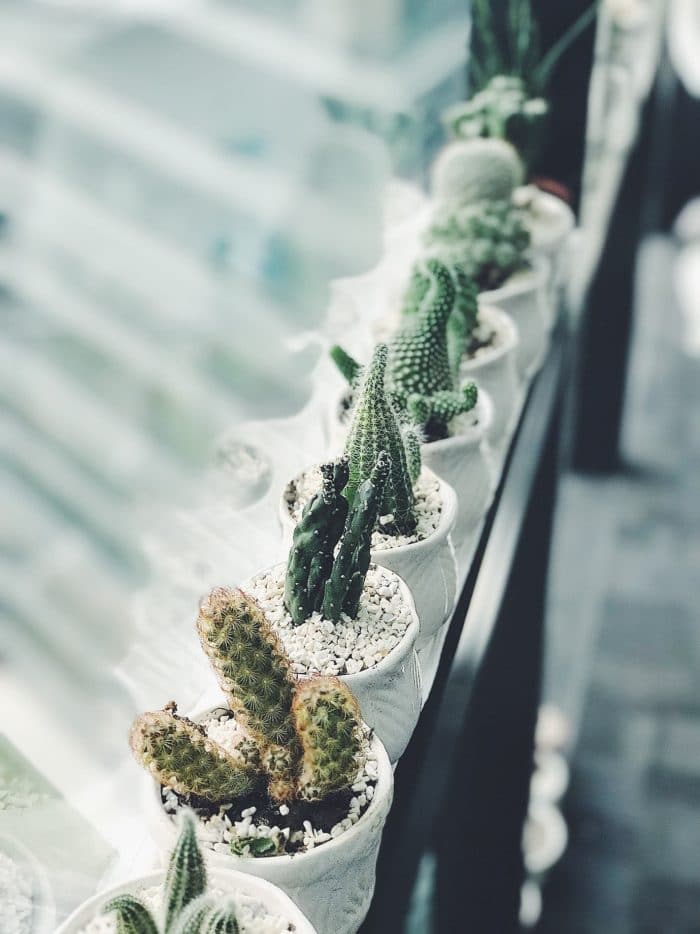 cactus-garden-mini