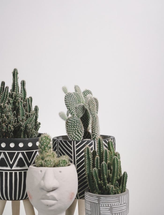cactus-garden-pots