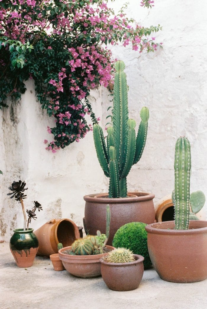 Image of Terracotta fence planter with cacti