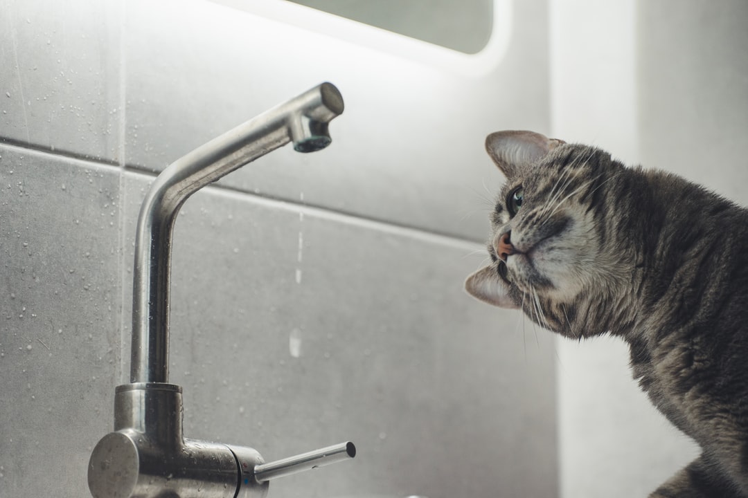 A cat staring at a tap