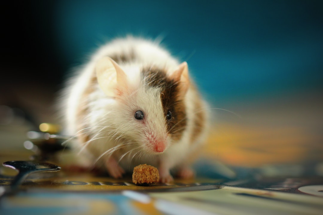 How to get rid of mice (once and for all!)