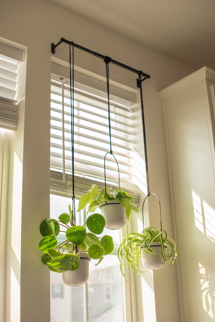 hanging pot plants in kitchen