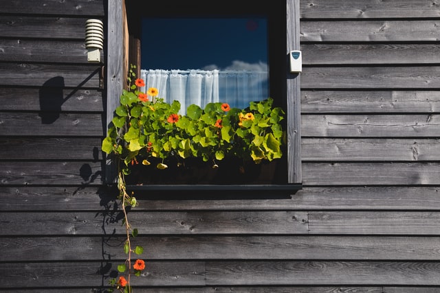 window-box-sunloving