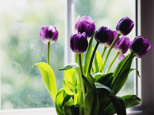 purple bedroom tulips