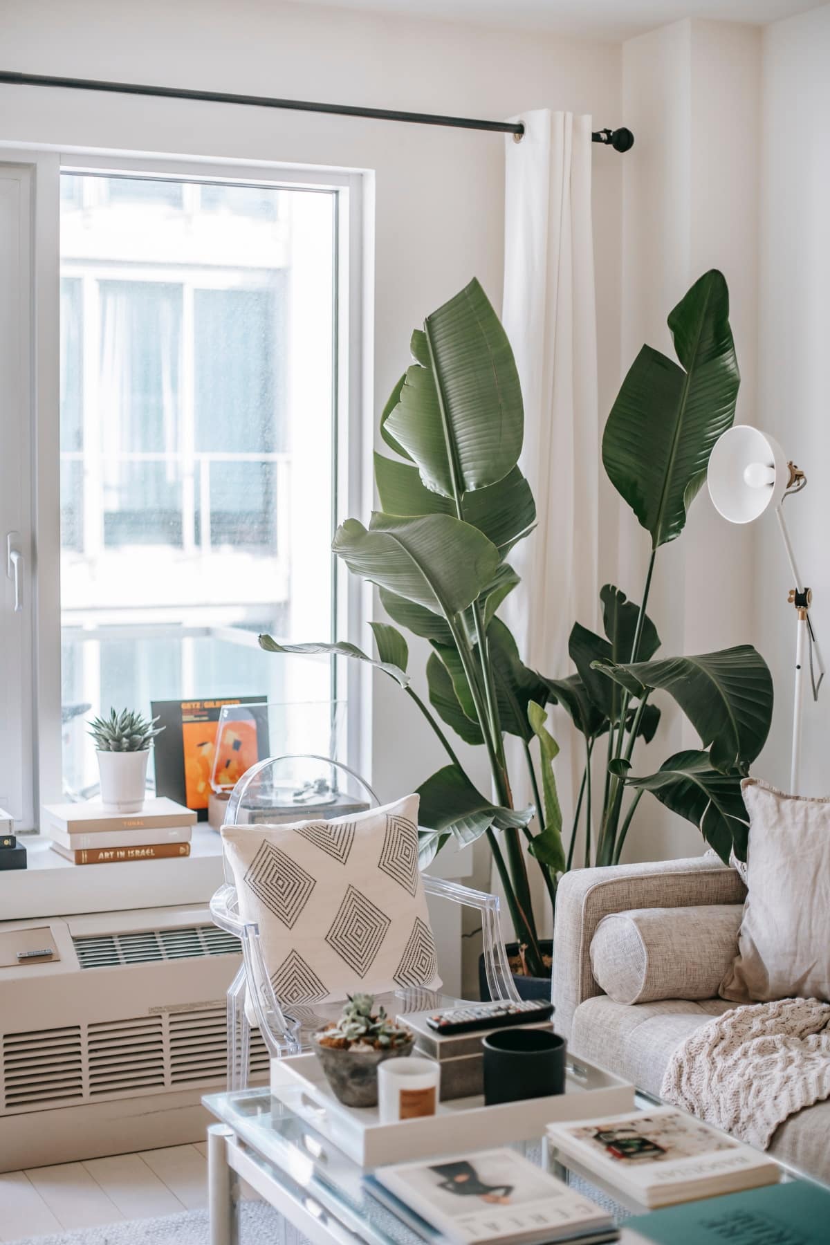 White living room with decorative plant and white framed windows