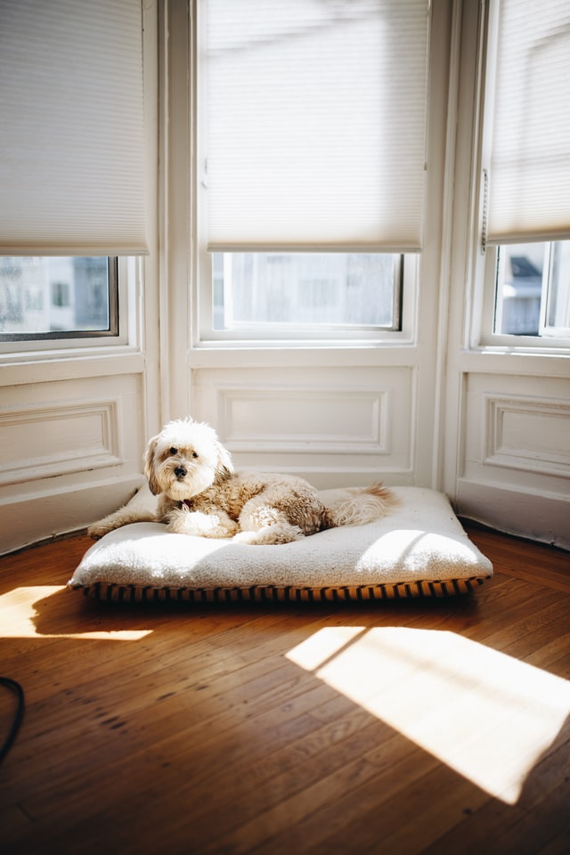 doggy in bay window