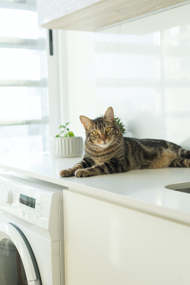 bathroom-laundry-cat