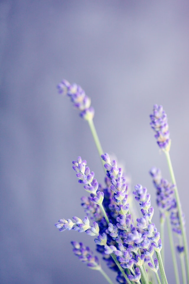 purple bedroom dreamy lavender