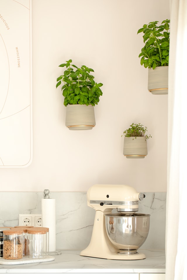 wall plants in boho kitchen