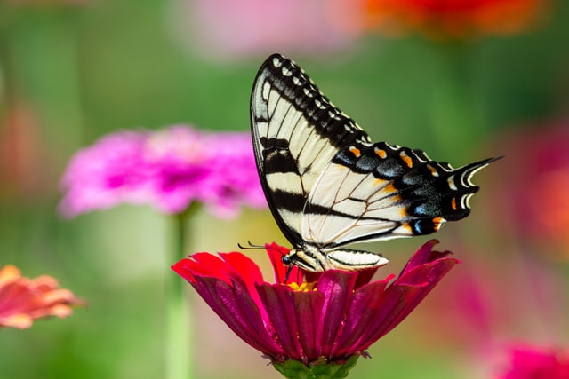 allotment-ideas-butterfly-feeder