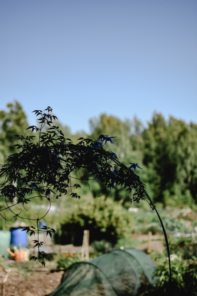 allotment-ideas-cloche