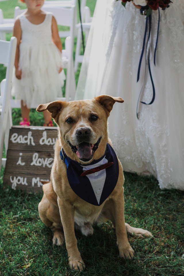 wedding-ideas-dog-of-honour