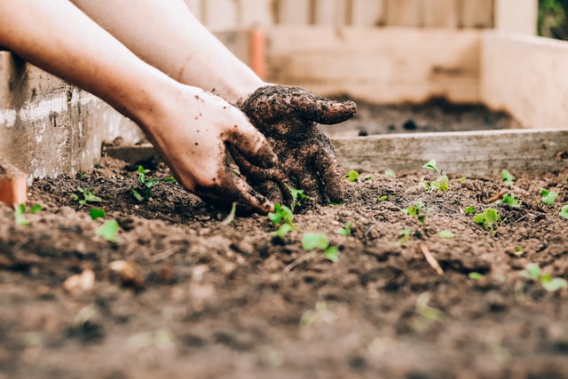 allotment-ideas-beds