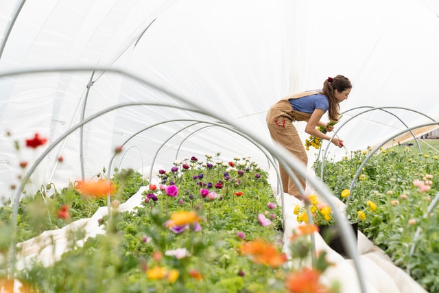 allotment-ideas-polytunnel