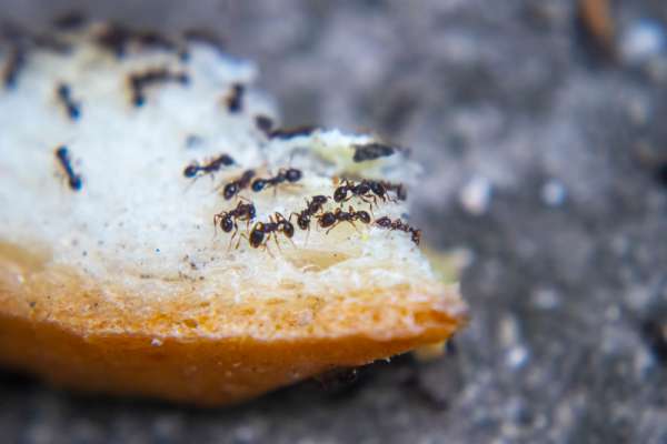 black ants on bread