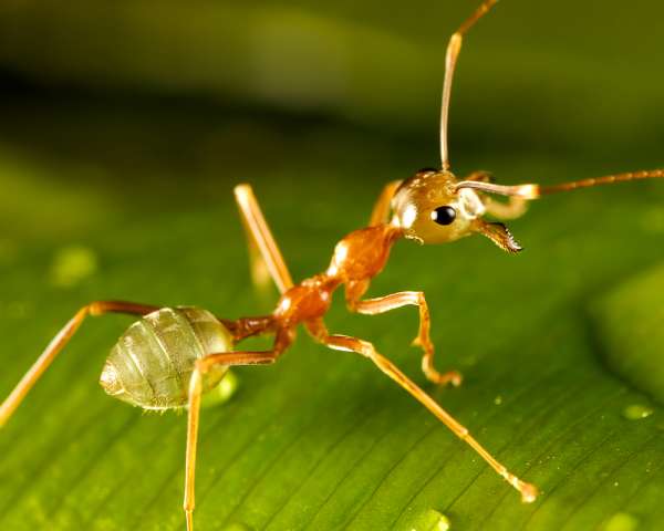 green ant on dewy green leaf