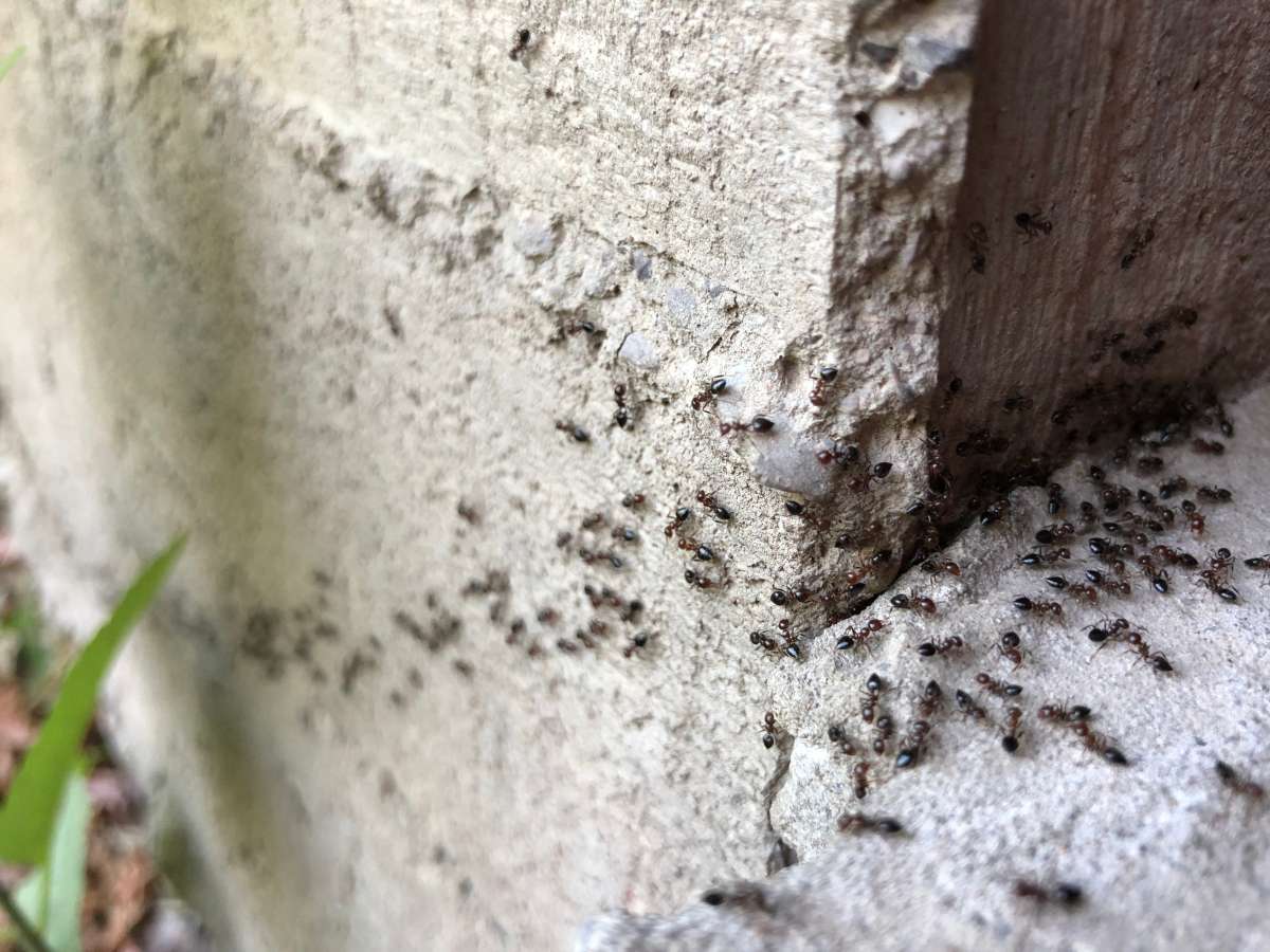 How to (safely) get rid of pesky ants inside and outside home