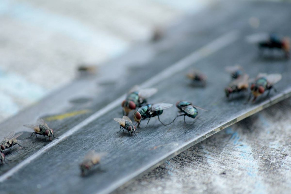 Buzz off! How to make a DIY fly trap and rid your home of pests