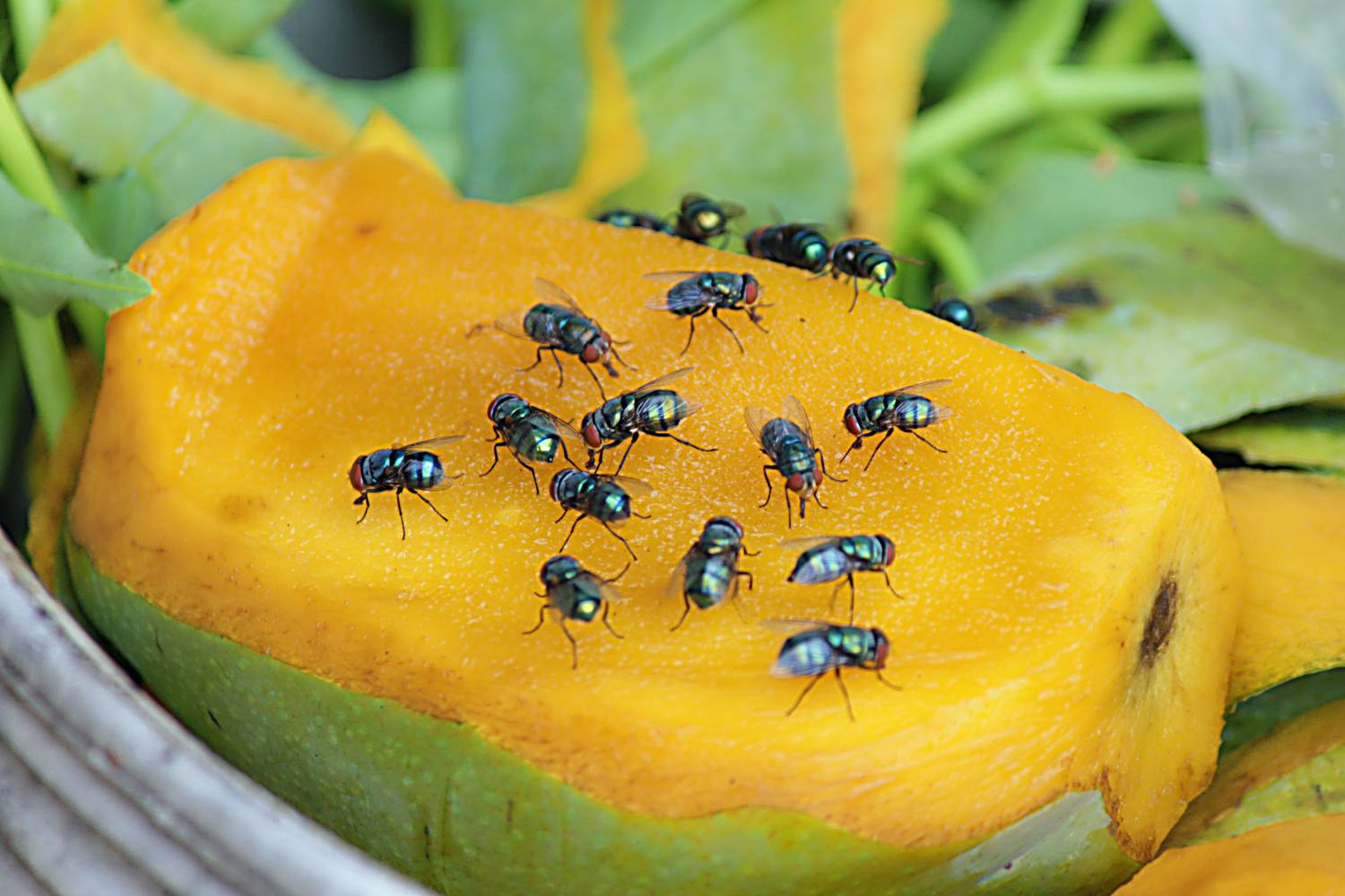 Flies on fruit