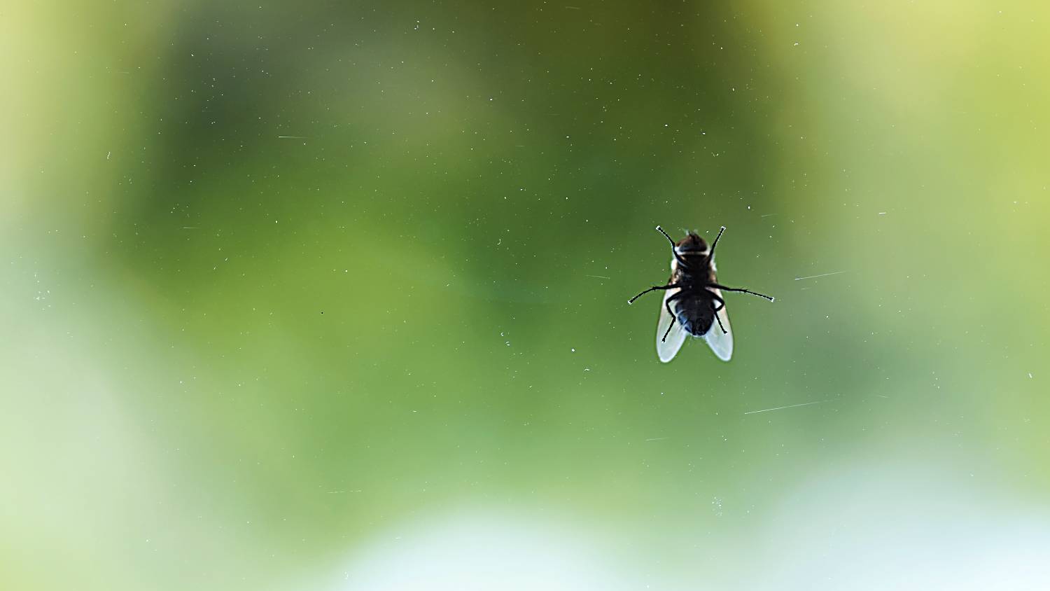 Domestic fly on window against sky