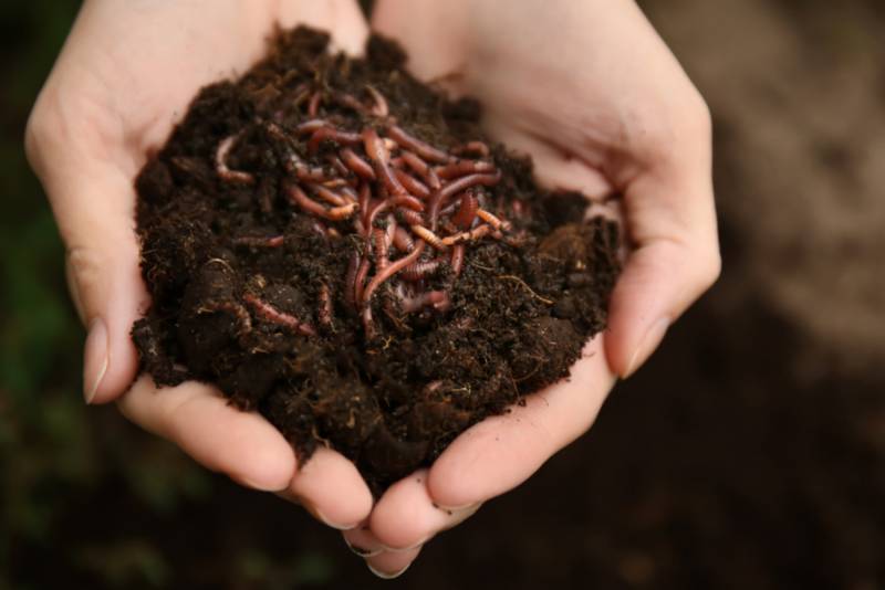 Woman holding worms with soil
