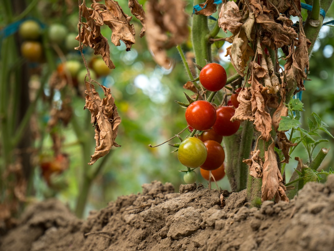 How to prune cherry tomato plants