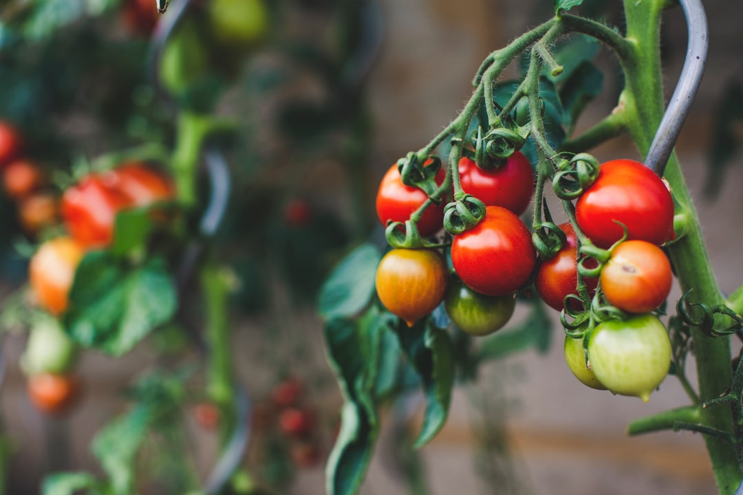 How to prune indeterminate tomato plants