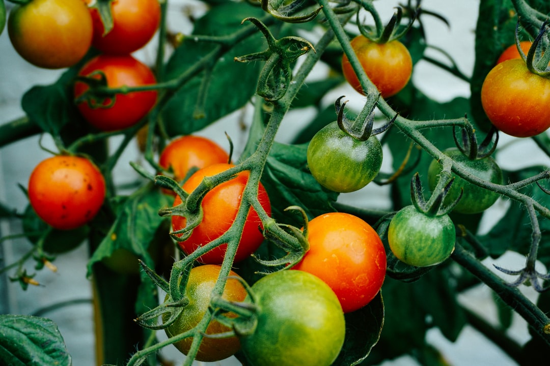 How to prune tomato plants to ensure a healthy, delicious crop