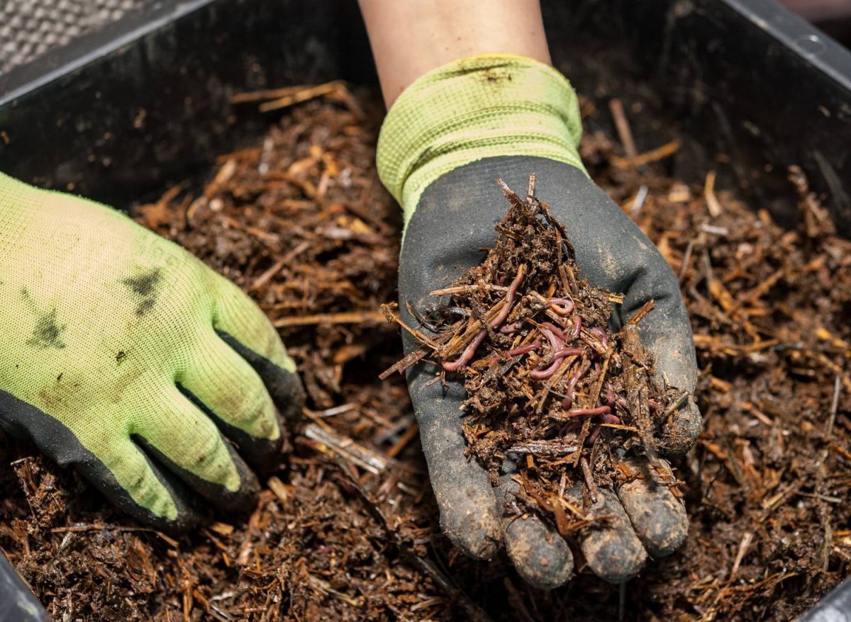 The best worm farm DIY method: A step-by-step guide