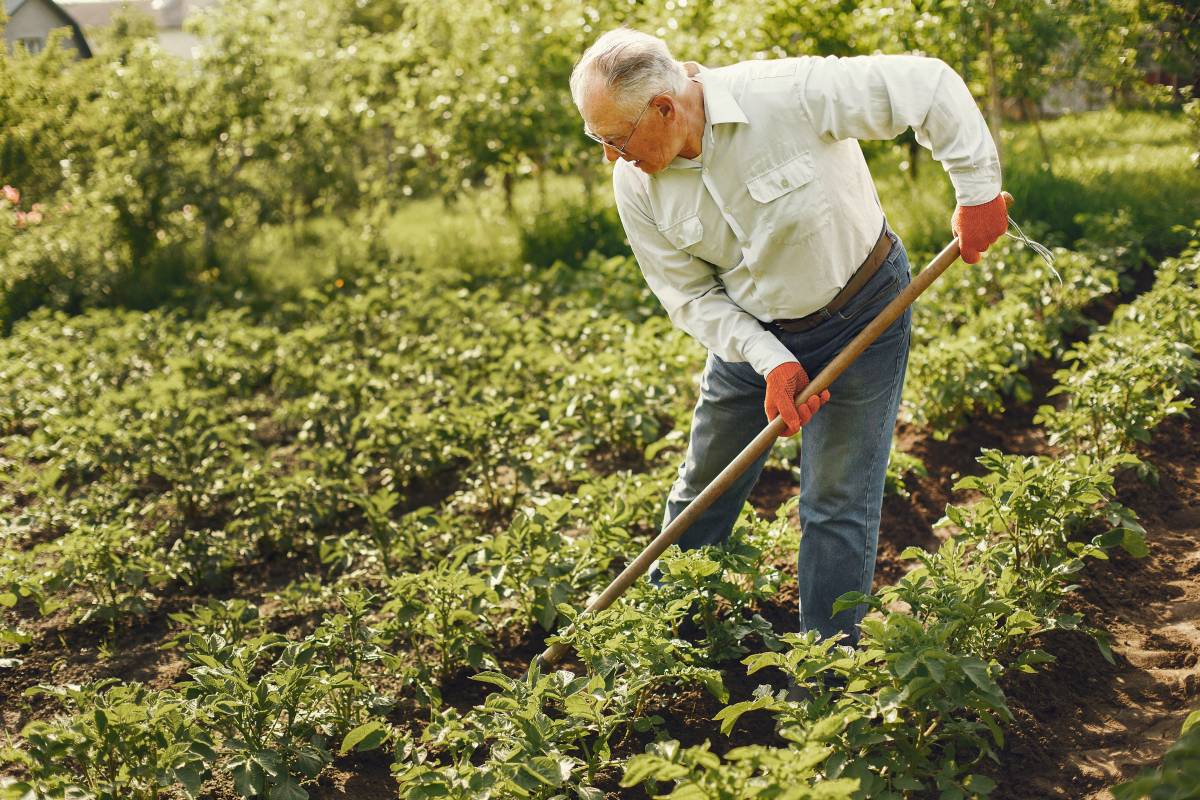 elder gardening