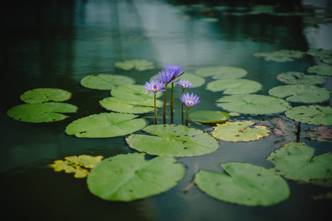 How to make a DIY pond filter that will keep your Koi fish happy