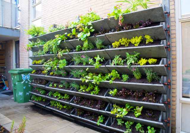 Green plants in a vertical wall garden