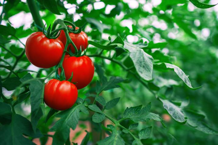 garden tomatoes