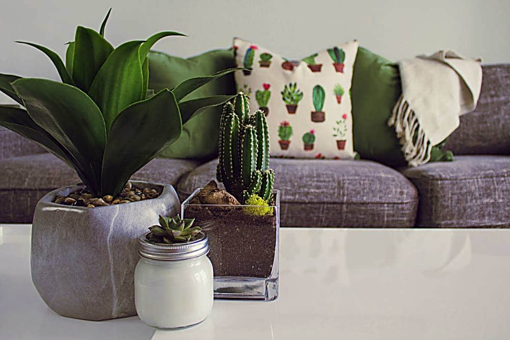 plants in living room