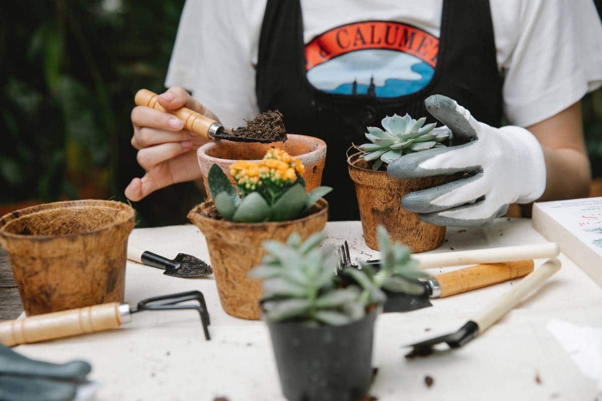 woman putting soil in succulent pot