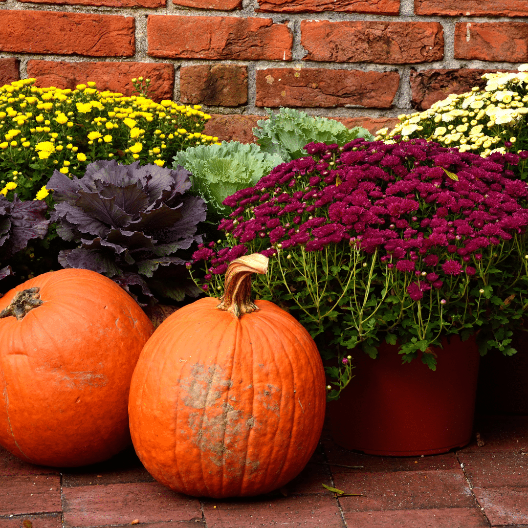 two large pumpkins next to pots of chrysanthemums
