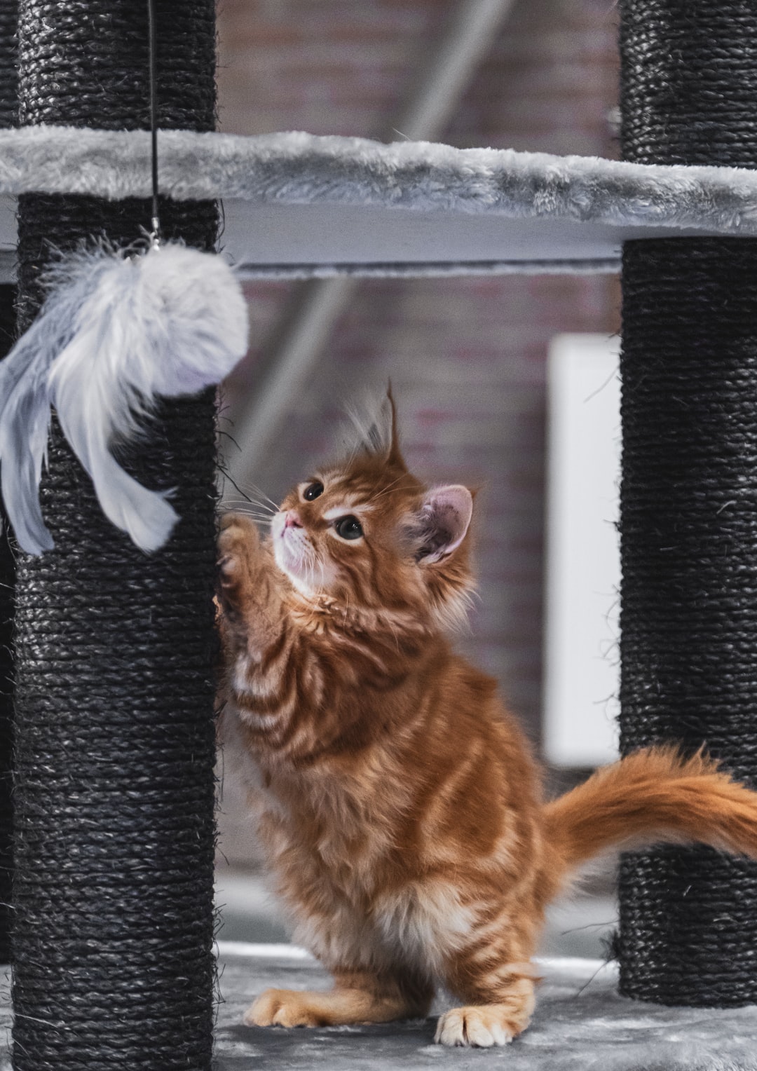 diy cat tree for large cats