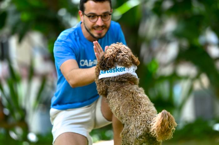 dog and owner high five