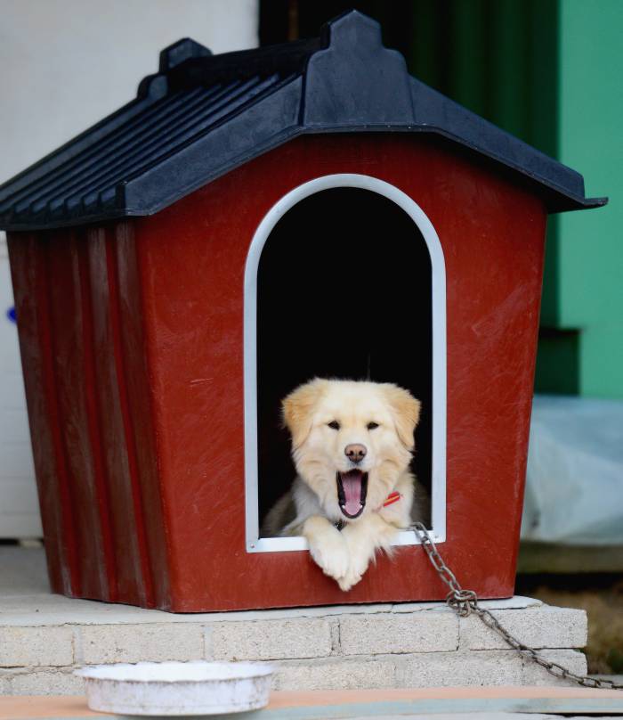 dog looking out from arched dog house door 