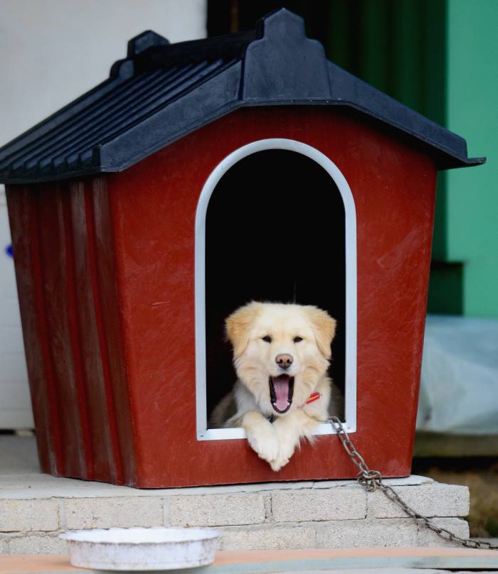 perro mirando desde la puerta arqueada de la perrera