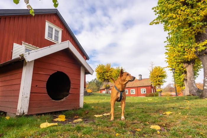 ginger dog next to a barn-inspired dog house