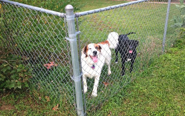 chain link dog fence