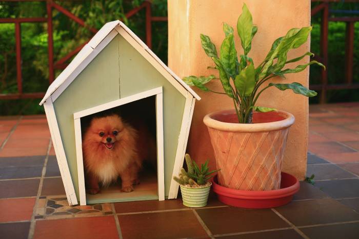 caseta de perro con entrada sesgada