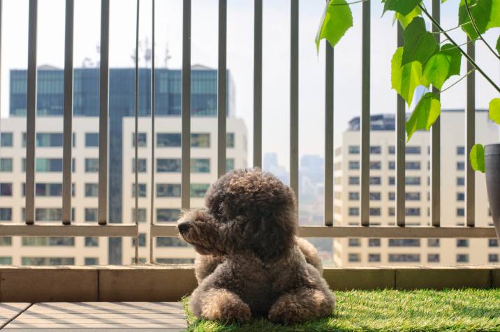 poodle enjoying morning sun in fenced balcony 